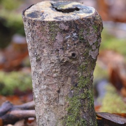 2013-12 Wales/Bryn Gwynant/DSC_0187.JPG